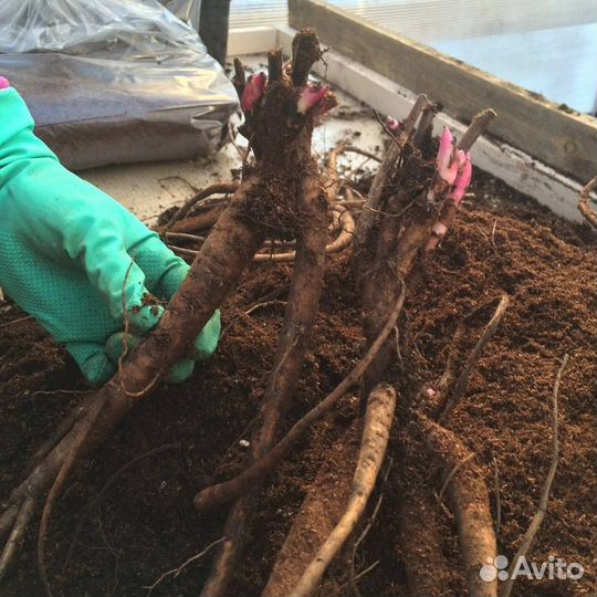 Корни пионов оптом