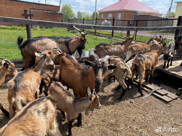 Продам коз