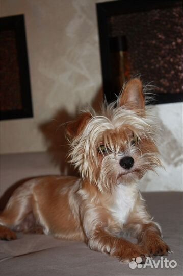 Йоркширский терьер вязка