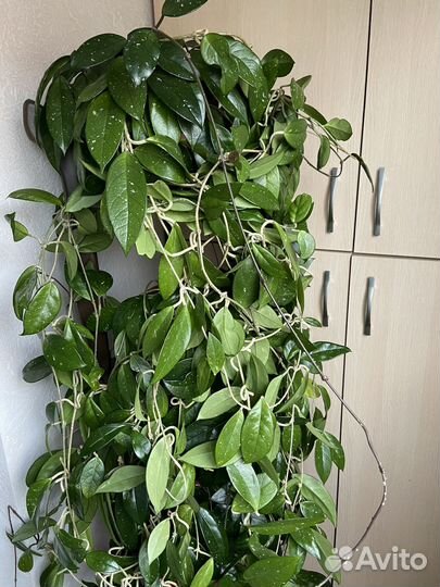 Хойя корноза