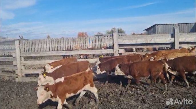 Тёлочки и Бычки герефордской породы