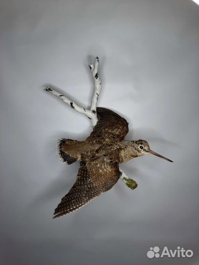 Чучело птицы вальдшнепа