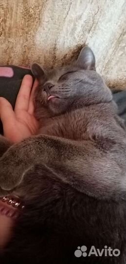 Отдам кота в добрые руки