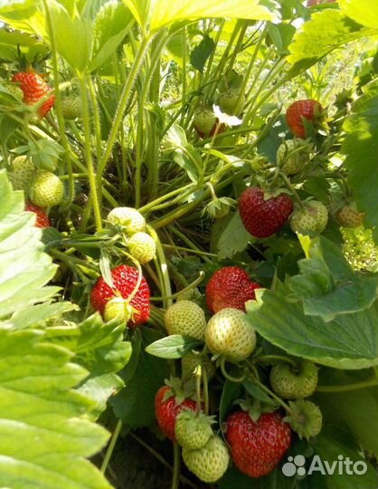 Гигантелла Максим заявки на весну 2024