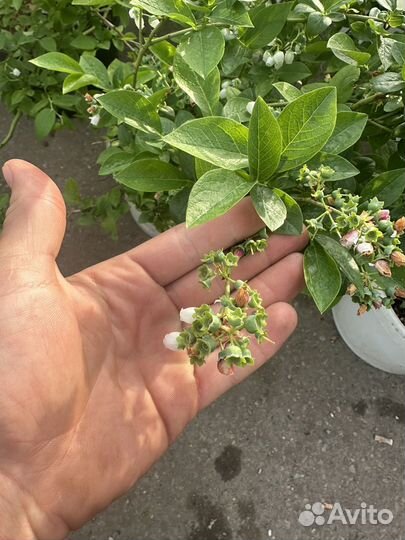 Саженцы голубика