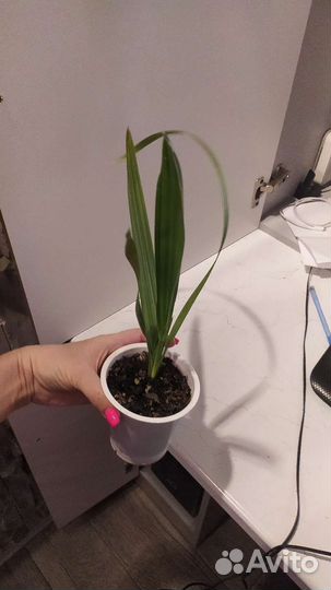 Дерево на пол в офис или квартиру