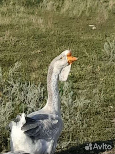 Холмогорские гуси