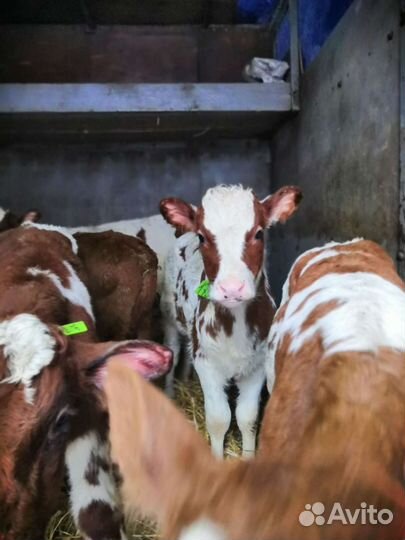 Телята мужского пола