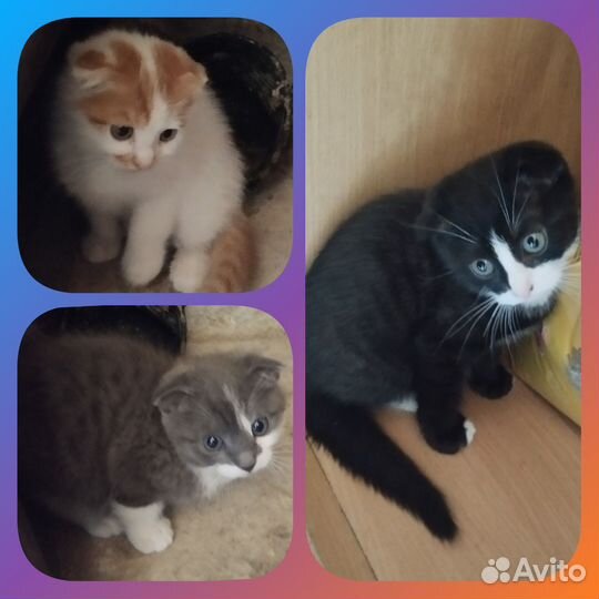 Вислоухие котята