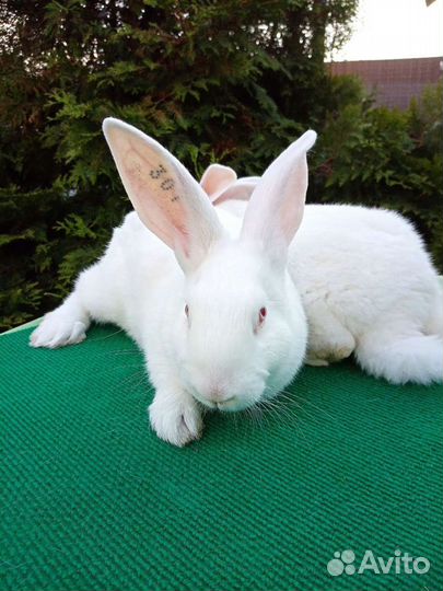 Белый паннон