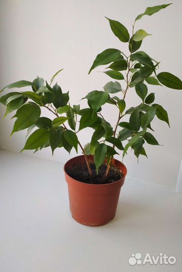 Фикус бенджамина