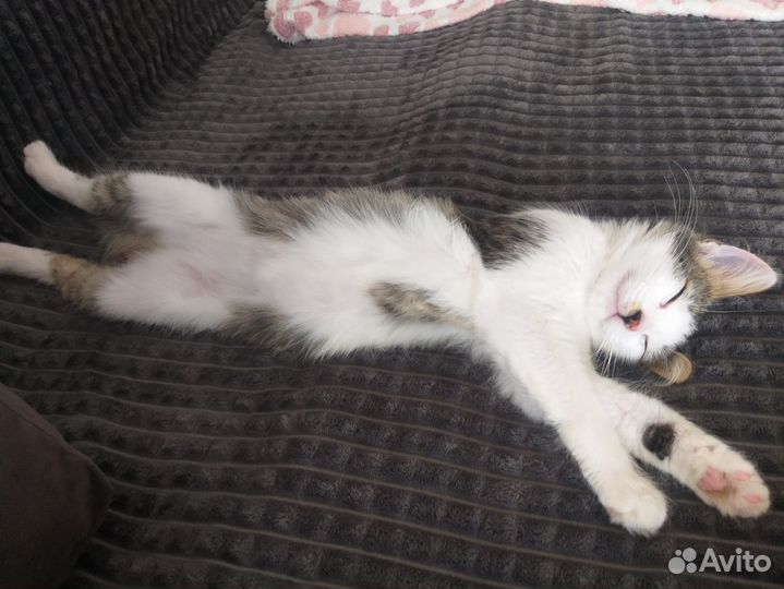 Кошечка в добрые руки