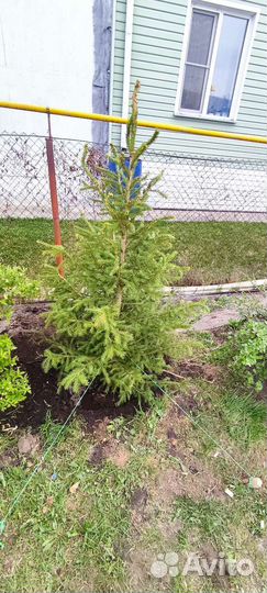 Ель сибирская (зкс)