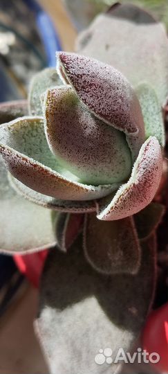 Бегония суккулент