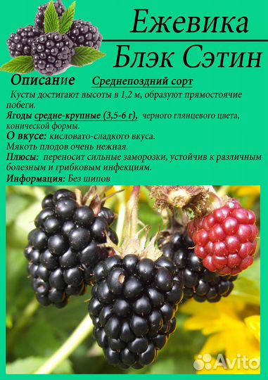 Ежевика