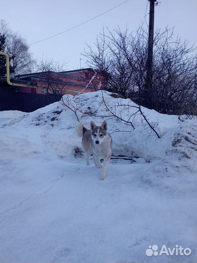 Метис Хаски