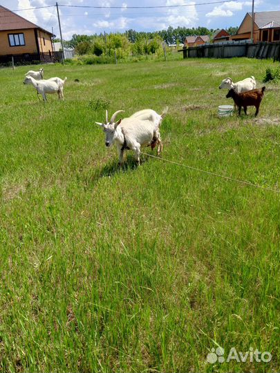 Коза дойная