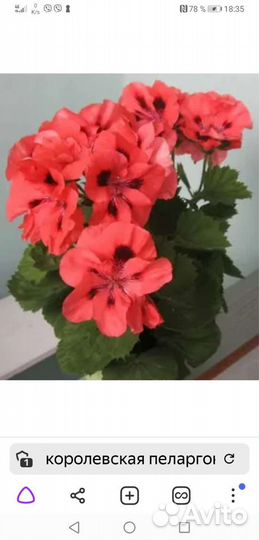 Королевская пеларгония