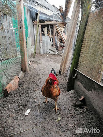 Петух, бентамок