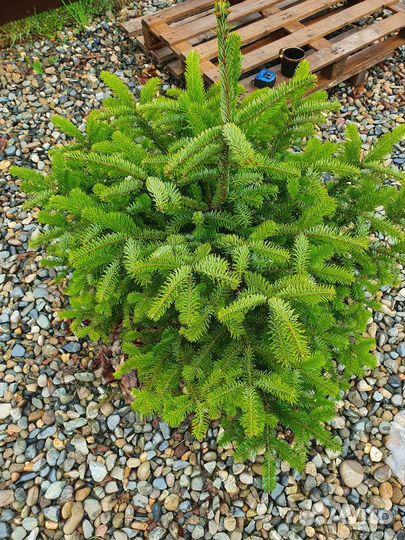 Пихта нордмана