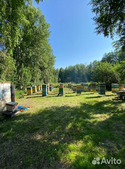 Мед оптом/Доставка по РФ