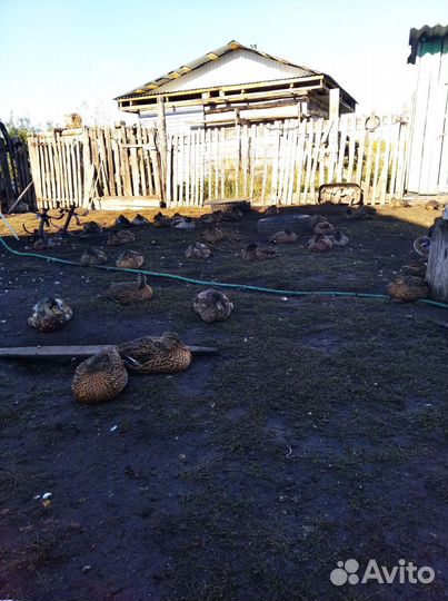 Подсадные утки