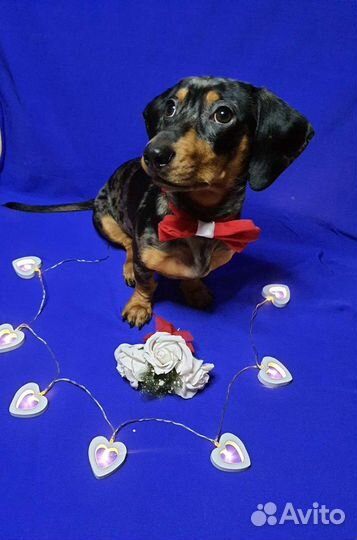 Такса вязка