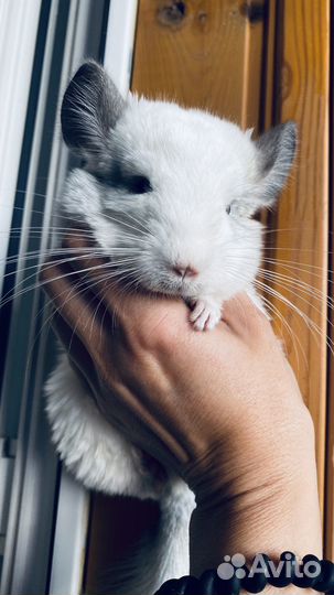 Шиншилла