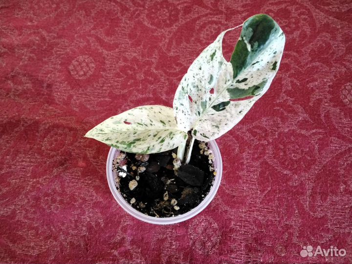 Редкие Ароидные