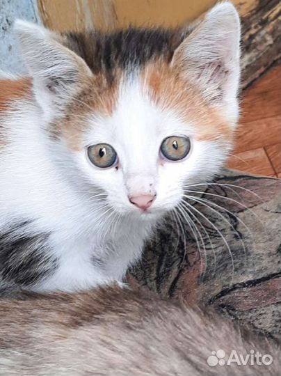 Кошка в дар