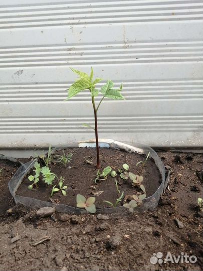 Саженцы маньчжурского ореха