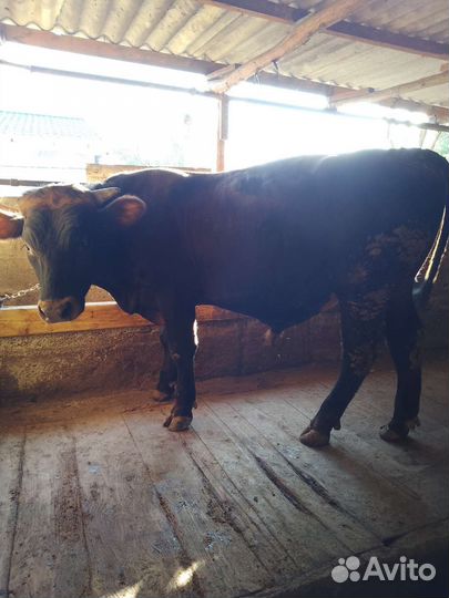 Бык на откорме