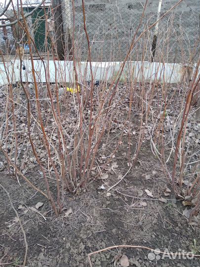 Продаётся малина, сорт Полька