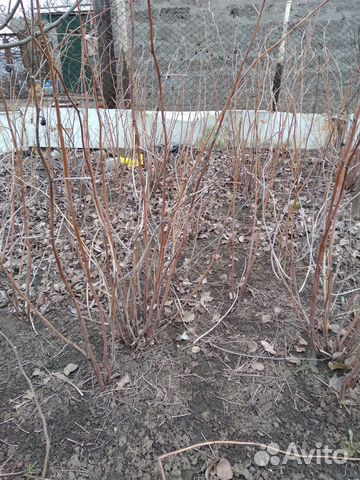 Продаётся малина, сорт Полька