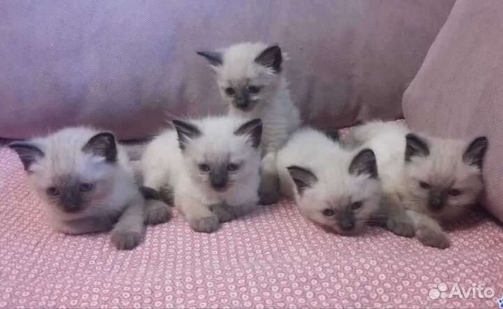 Котята тайские