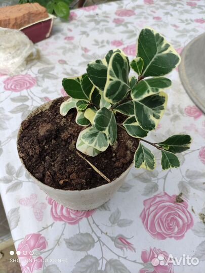 Детки фикуса триангулярис