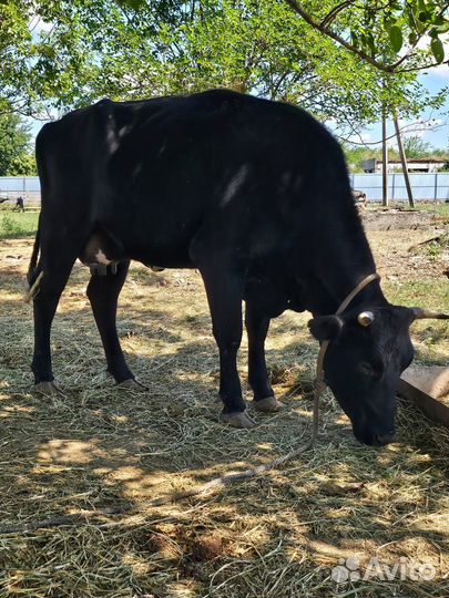Коровы телята бычки