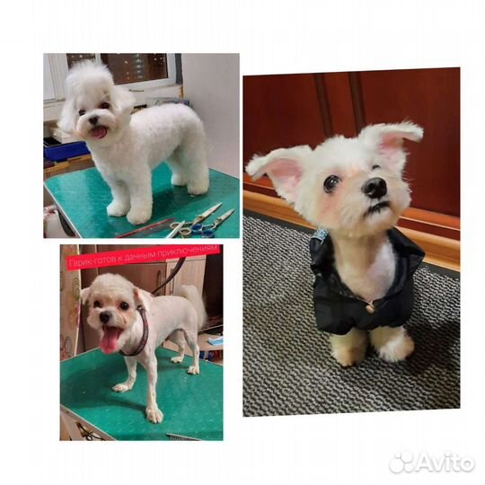 Груминг. Стрижка, вычес собак и кошек