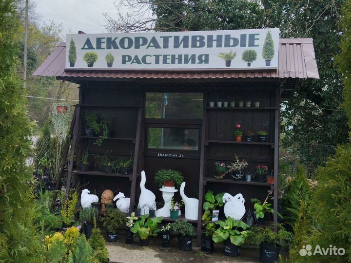 Декоративные растения