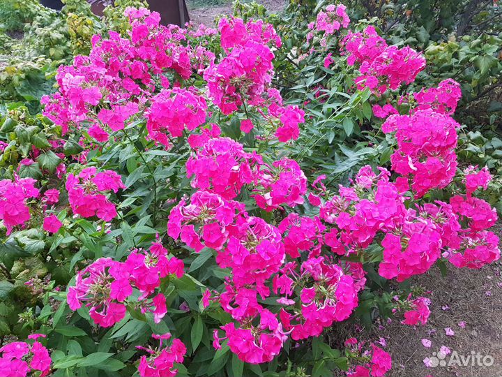 Флоксы: коралловые, сиреневые, малиновые, белые