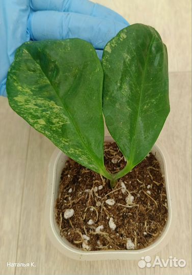Замиокулькас вариегатный Long Leaf