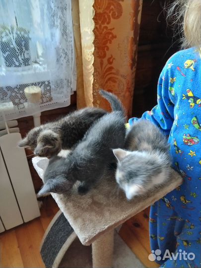 Котята в добрые руки