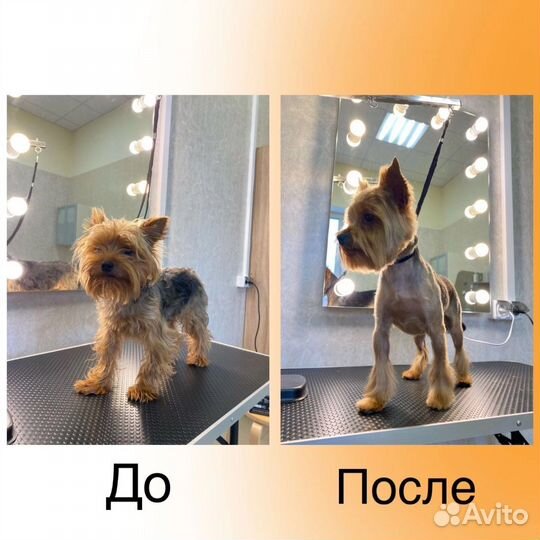 Груминг собак и кошек