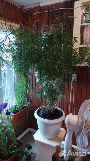 Комнатные цветы шефлера