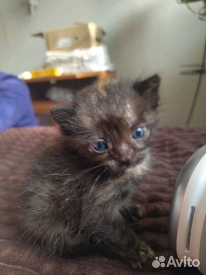 Отдам бесплатно