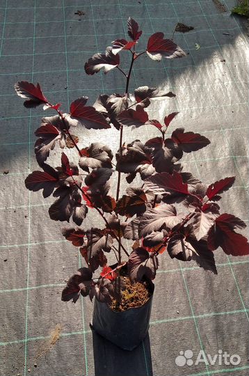 Пузыреплодник калинолистный 