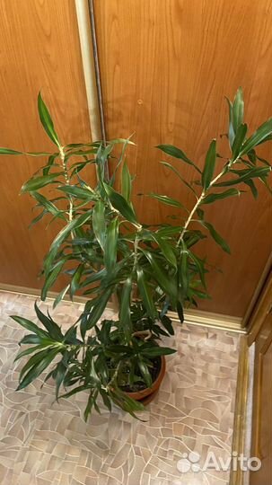 Дерево-цветок драцена