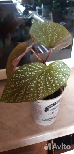 Сансевиерия, коралловая бегония и др