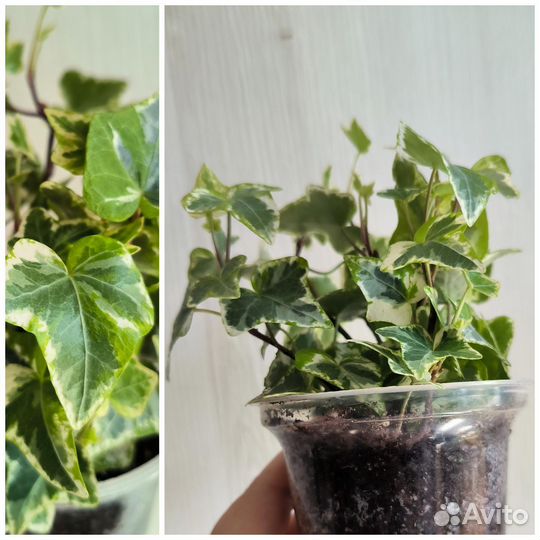 Хедера Лемон Минт