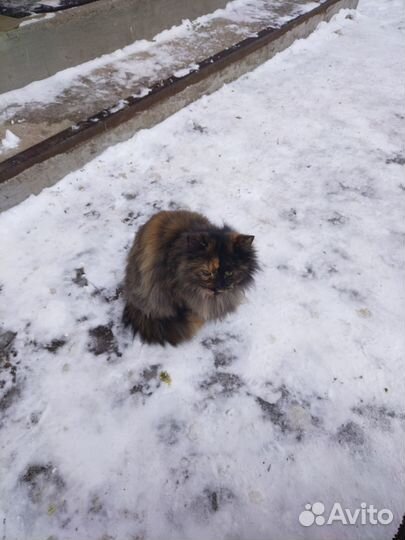 Кошка ищет дом